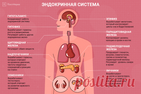 Эндокринная система человека