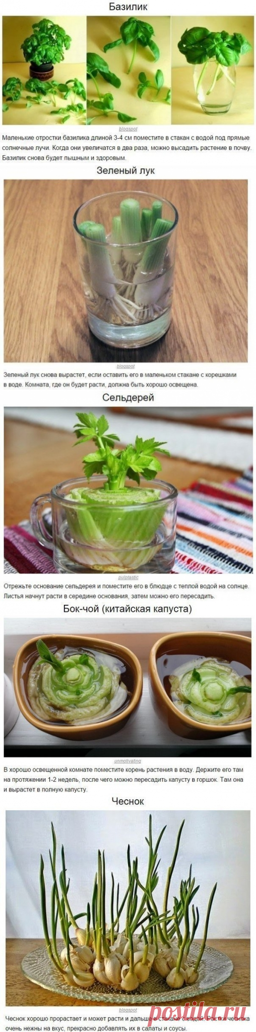 8 овощей, которые можно купить один раз, а потом выращивать всегда — Полезные советы