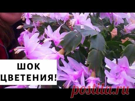 Декабрист. Секреты роскошного цветения!