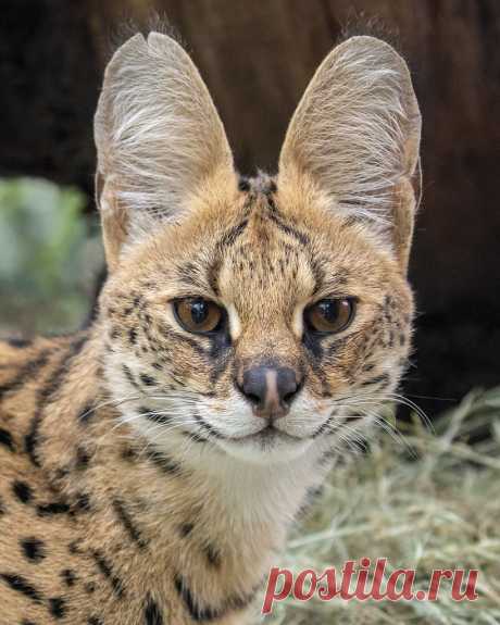 The Better to Hear You With Mkali is a lovely girl with ears that go on forever, which is a definite asset for a serval. Those ears not only give servals a unique cuteness, but they are also an advantage when hunting their prey. Their ultrasonic hearing allows them to detect the high-pitched communication of rodents, sounds far outside the range of our human ears. She's dressed to kill, too, with her beautiful coat boasting both spots and stripes. I remember how adorable s...