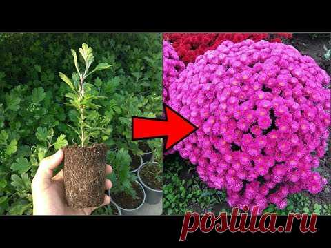 Укоренение черенков хризантемы