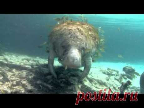 МИРОВОЙ ОКЕАН под музыку ШРИ ЧИНМОЯ.avi
