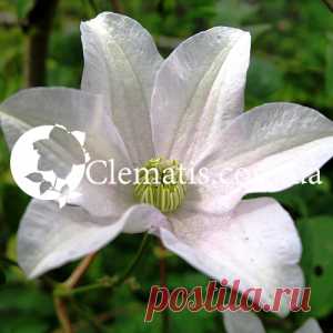 Huldine | Clematis-Lozinka