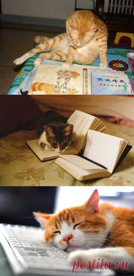 Кот ученый )