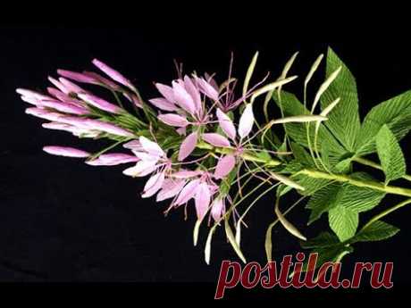 ABC TV | How To Make Cleome Hassleriana Flower From Crepe Paper - Craft Tutorial