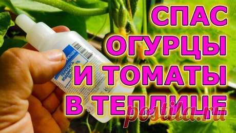 Спас огурцы и томаты от болезней и увеличил урожайность растений. Много завязей и чистые зеленые листья на томатах, огурцах и перцах. | Роман Буров TV | Дзен