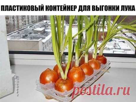 ПЛАСТИКОВЫЙ КОНТЕЙНЕР ДЛЯ ВЫГОНКИ ЛУКА. ПРОСТО! УДОБНО!
Как вырастить лук на окне зимой
Выгонять лук на зелень – довольно забавное занятие. И не такое уж дурацкое – в магазине российский зелёный лук в 10 раз дороже африканских бананов. 
Когда-то, давным-давно, я уже пробовал проращивать (выгонять) лук на зелень на окне у себя в квартире. Но очень быстро понял, что толку (зелёного пера) от этого занятия мало, а вот вони от гниющей луковицы – много. И в дальнейшем уже больше не пытался устроить
