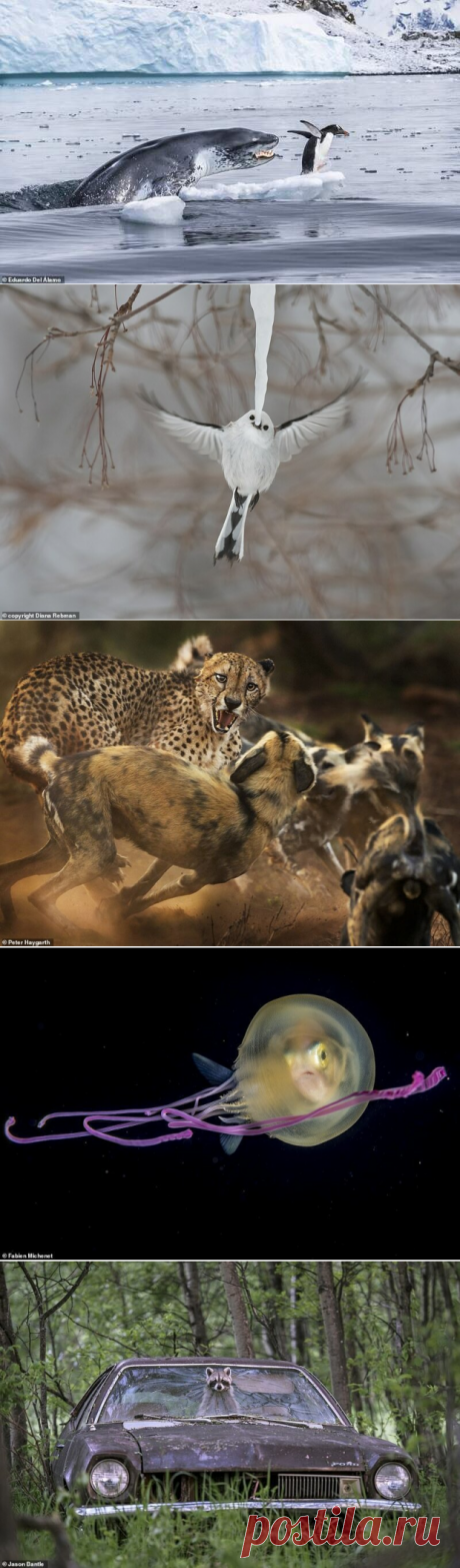 14 ВПЕЧАТЛЯЮЩИХ КАДРОВ ДИКОЙ ПРИРОДЫ С КОНКУРСА WILDLIFE PHOTOGRAPHER OF THE YEAR. - ХОЧУ ВСЁ ЗНАТЬ - медиаплатформа МирТесен