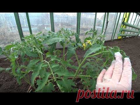 Стоит ли рано высаживать томаты в теплицу?
