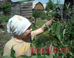 Ягодные кустарники | Дачные радости