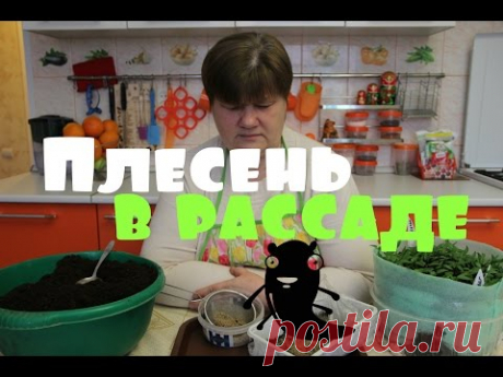 Плесень на рассаде. Решаем проблему.(03.03.2016 г.)