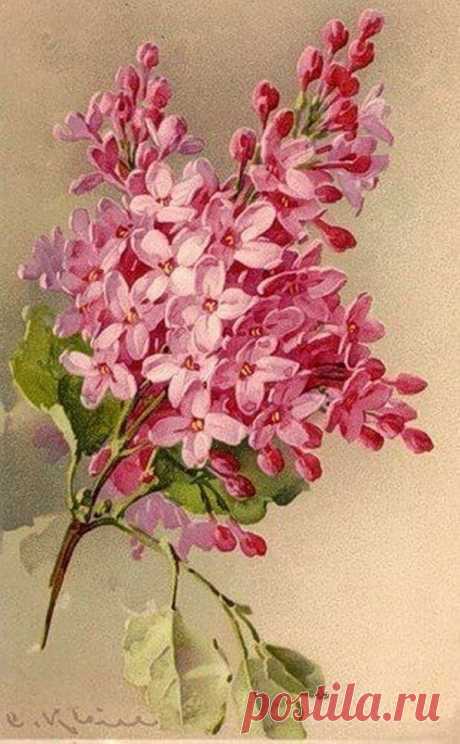 Catharina Klein. Немецкая художница-иллюстратор