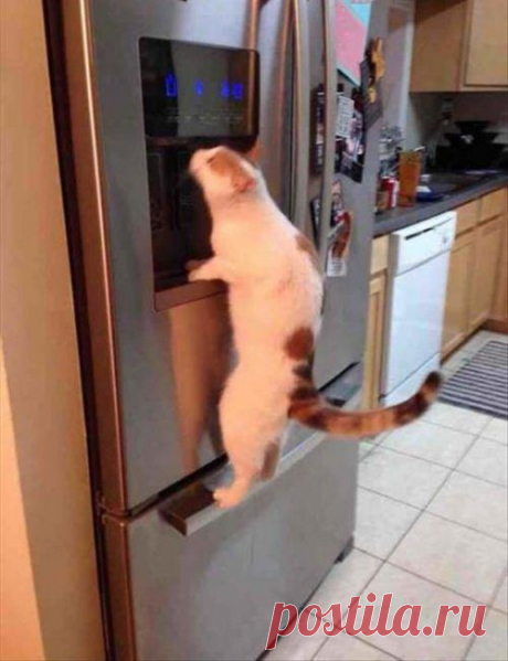 Котоприколы / Питомцы