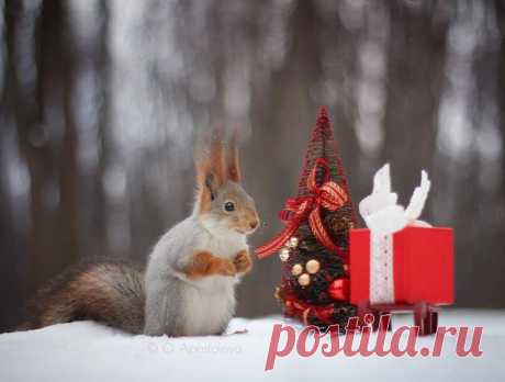 Поздравляем всех наших православных подписчиков с Рождеством! Автор фото: Olga Apostolova.