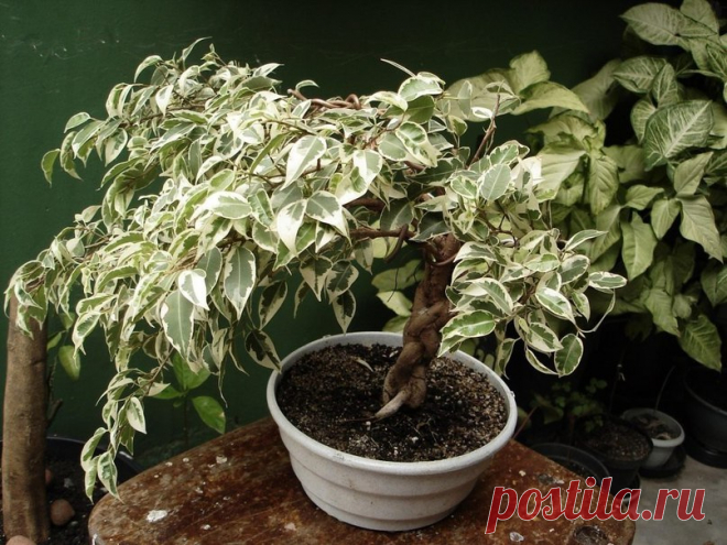 ФИКУС БЕНДЖАМИНА — проще простого Фикус Бенджамина (лат. Ficus benjamina) – комнатное растение рода Фикусов. Родина данного вида фикуса – Индия, Восточная Азия, северная Австралия, Китай.Являет собой вечнозеленое дерево с серо-коричне…