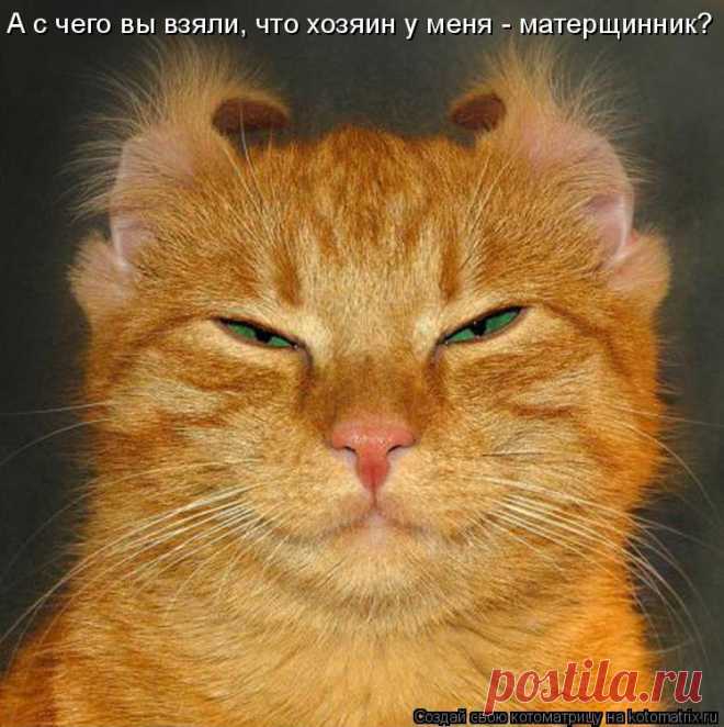 Котоматрица: Главная