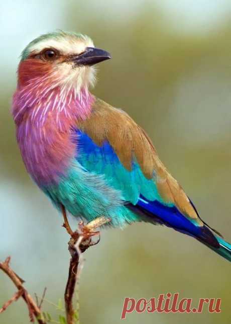 O rolê de peito lilás, um dos pássaros mais coloridos do mundo