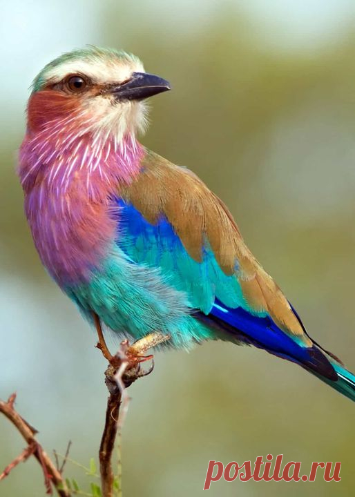 O rolê de peito lilás, um dos pássaros mais coloridos do mundo