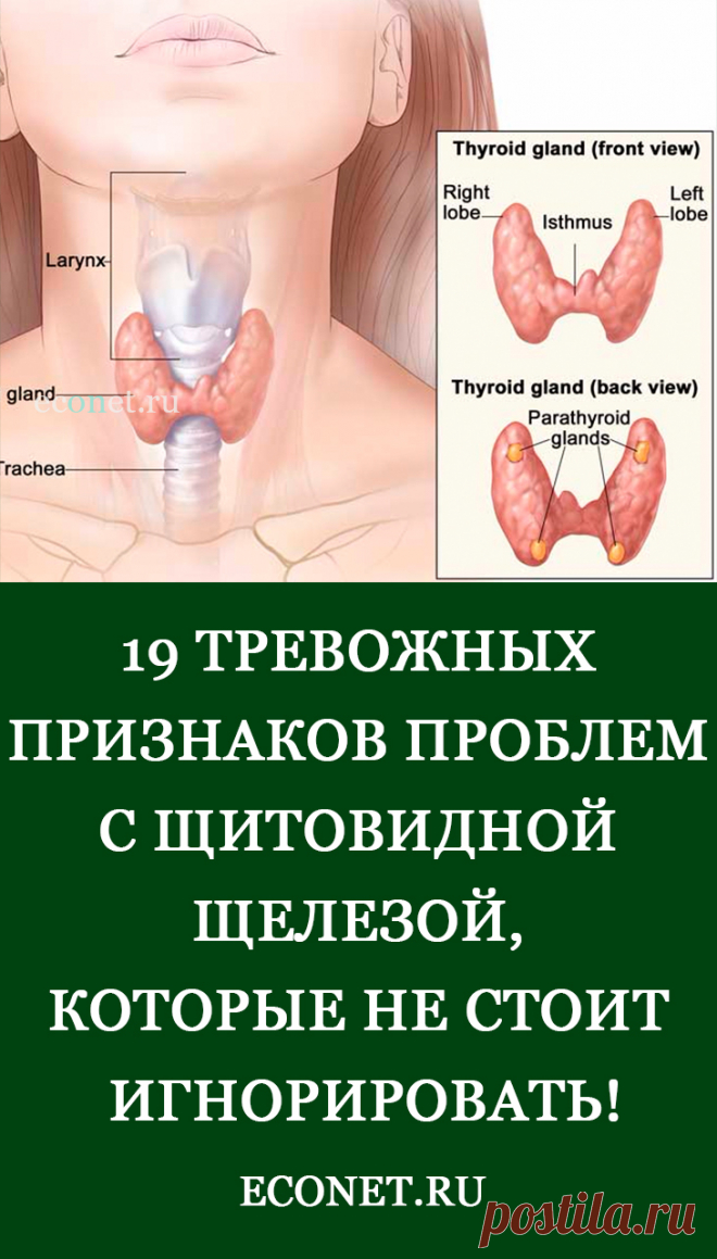Признаки щитовидки у мужчин лечение. Проблемы с щитовидной железой. Симптомы проблем с щитовидной. Проблемы с щитовидной железой у женщин.
