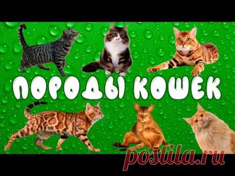 Породы кошек | развивающее видео для детей | карточки Домана - YouTube