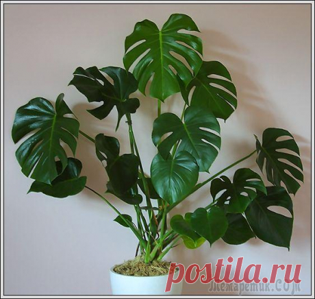 Комнатные растения для кухни