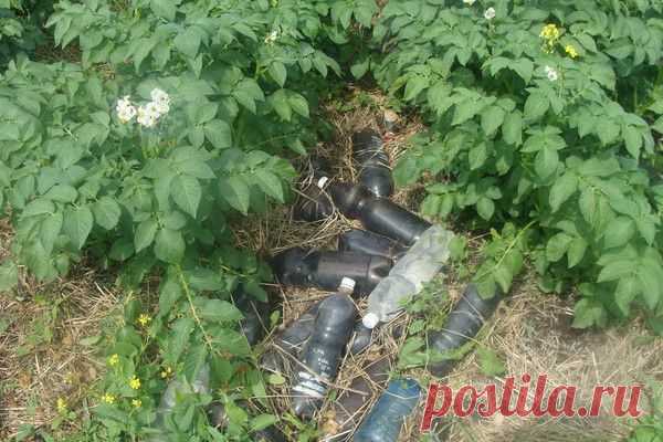 Подогрев почвы для раннего картофеля