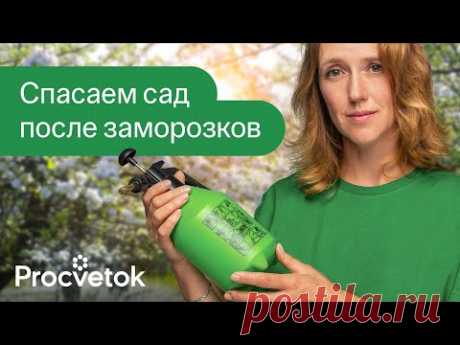 ЗАМОРОЗКИ ПОГУБИЛИ ПОЛОВИНУ САДА? Опрыскайте его этим немедленно!