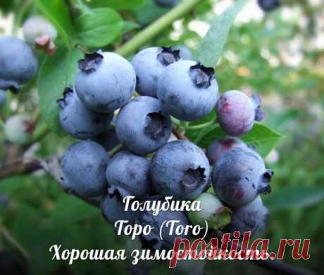 Лучшие сорта голубики, клюквы и брусники для северо-запада