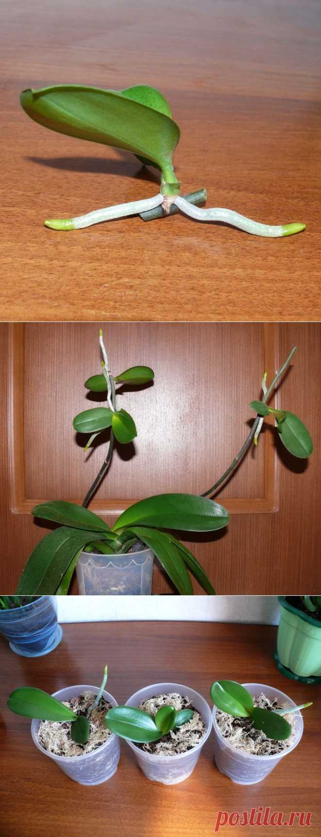 Как развести орхидею. Черенкование орхидеи фаленопсис. Орхидея фаленопсис размножение. Детки орхидеи фаленопсис. Орхидея фаленопсис Росток.