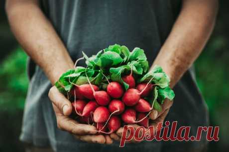 Почему выращивать редис лучше в сентябре: личный опыт