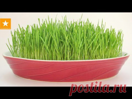 Пророщенная пшеница - зеленая лужайка в домашних условиях - YouTube