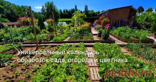 Календарь обработок плодовых и ягодника