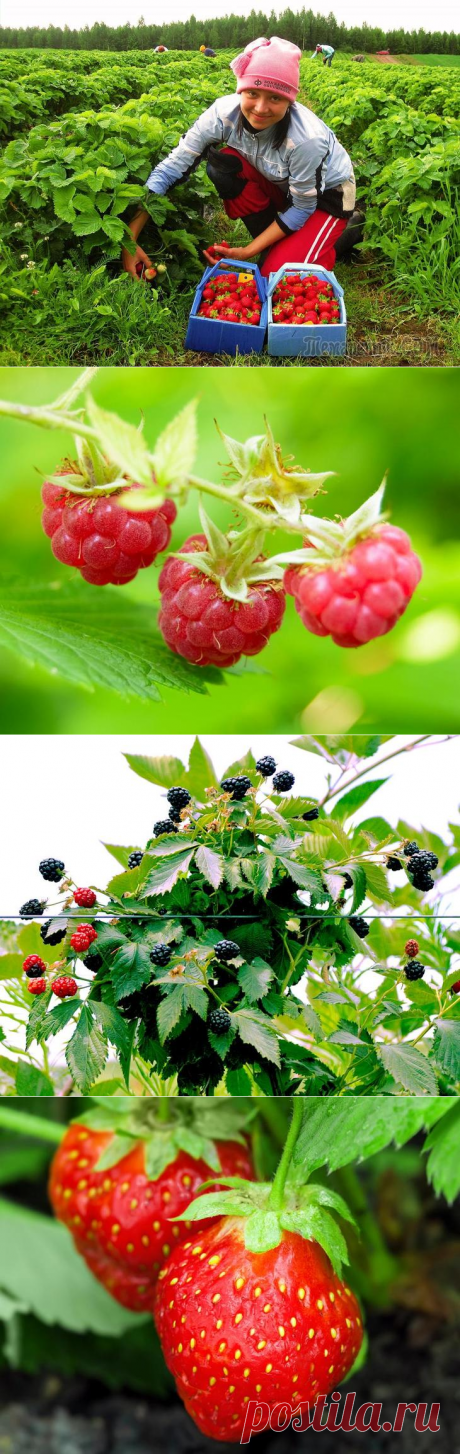 Как собрать два урожая ягод за один сезон