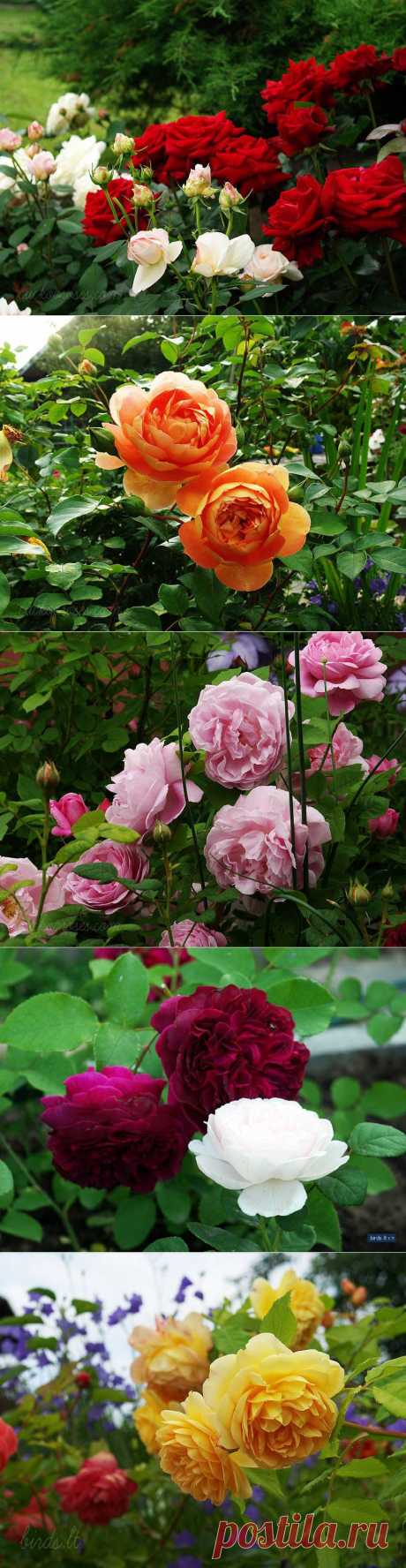 Розовый сад.