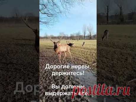 нервы держитесь