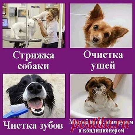 ГрумЛюкс в этом спец!