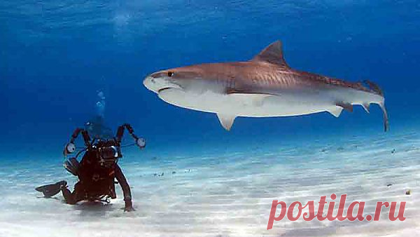 Есть ли акулы в Чёрном море?Акулы в Чёрном море есть, но это не повод отказываться от поездок к любимому побережью. Черноморские хищники представляют угрозу исключительно для морской фауны – человек им совершенно неинтересен.