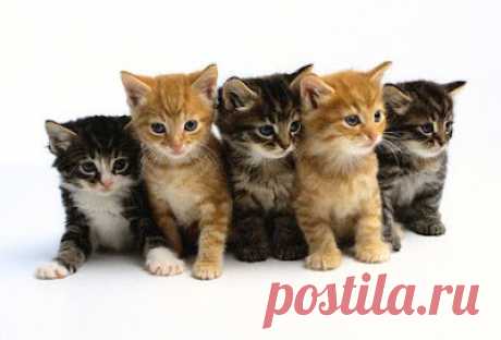 Cute&Cool Pets 4U: Красивые Кошки и Котята Картинки и Обои