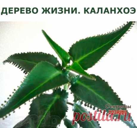 ДЕРЕВО ЖИЗНИ. КАЛАНХОЭ
Издавна каланхоэ называют деревом жизни. Оно помогает при простуде, изжоге, зубной боли. Так что есть смысл купить и поставить на подоконник это полезное растение.
 Гете, великий немецкий поэт, разводил у себя это красивое растение. Он считал, что оно защищает от многих болезней. У нас тоже знают о его лечебных свойствах.
Ученые доказали, что сок каланхоэ защищает нас от вирусов, микробов, останавливает кровотечение, прекрасно заживляет раны. Он богат витаминами и микро