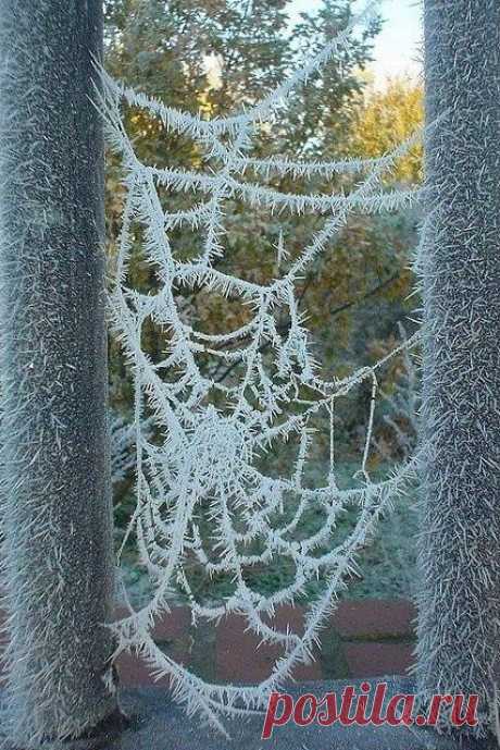 (35) Frozen spider webs - art in nature | Art