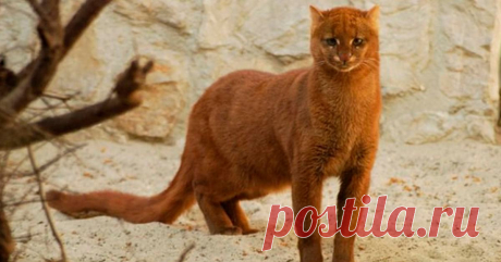 Ягуарунди — кошка, которая умеет чирикать, питается фруктами и дружит с обезьянами Ягуарунди похожа на маленькую пуму, только гораздо более дружелюбная и совершенно не привередливая в еде.