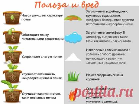 Как использовать свежий навоз осенью