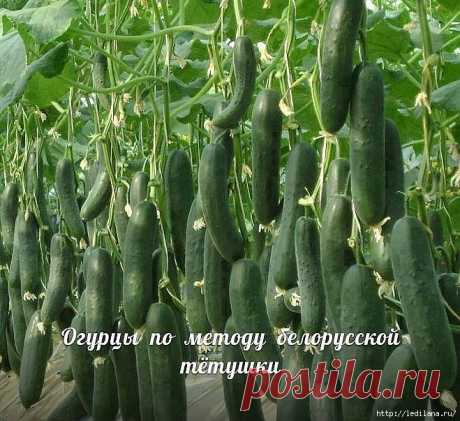 Домашний уют | Записи в рубрике Домашний уют | Дневник LediLana " О самом интересном и познавательном"