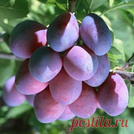 Главные проблемы сливы и способы их решения
