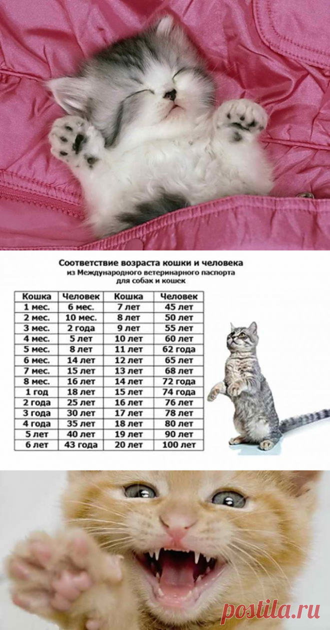 Коту 6 месяцев сколько. Возраст кошек. Возраст котов по человеческим меркам. Кошачьи года. Возраст кошки по человечески.