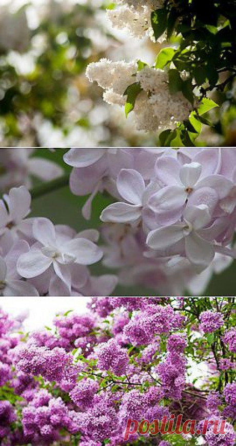 Изображение Солнце, Белая, Сирень, Куст, Весна. Природа | Фабрика картинок - PicsFab.com. Обои для рабочего стола