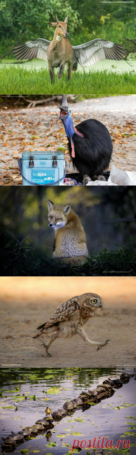 Смешные финалисты Comedy Wildlife Photography Awards’2022