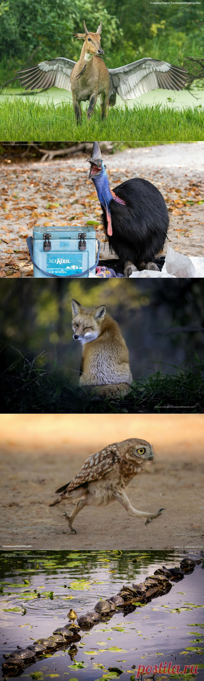 Смешные финалисты Comedy Wildlife Photography Awards’2022
