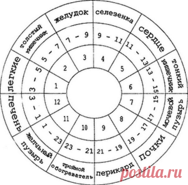 ЧАСЫ РАБОТЫ НАШЕГО ОРГАНИЗМА