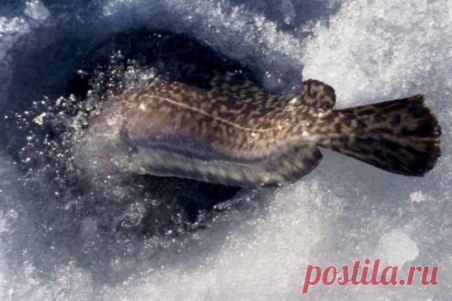 Ловля налима зимой на жерлицы | Все о ловле рыбы 🎣 Рыбалке.нет